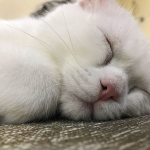 Meet your Posher, Maximo